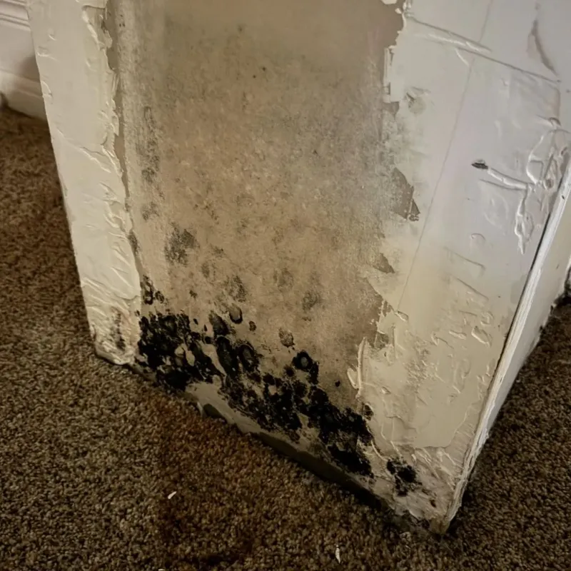 Professional Mold Removal in Hidden Valley Lake, CA